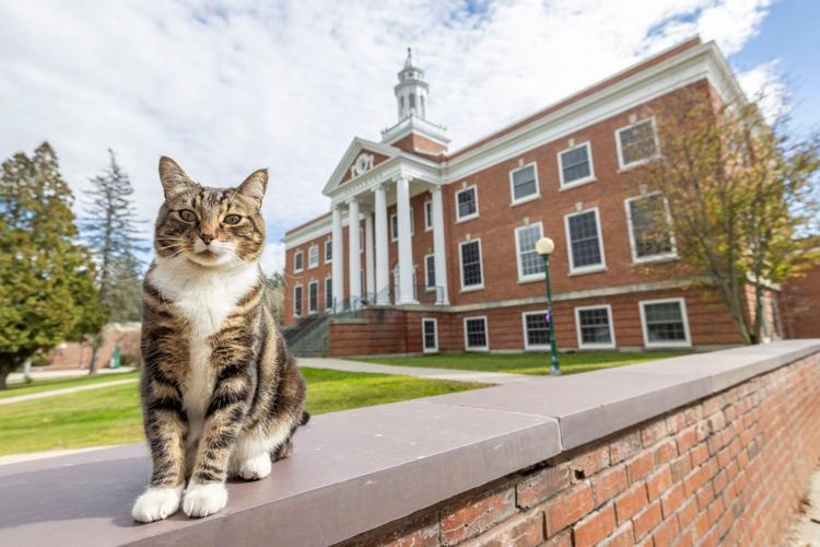 A cat just earned his doctorate from a Vermont university National
