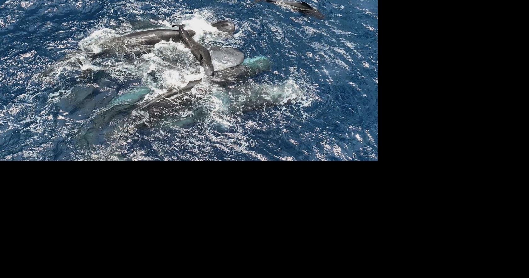 Scientists capture video of female sperm whales working together during birth to protect calf