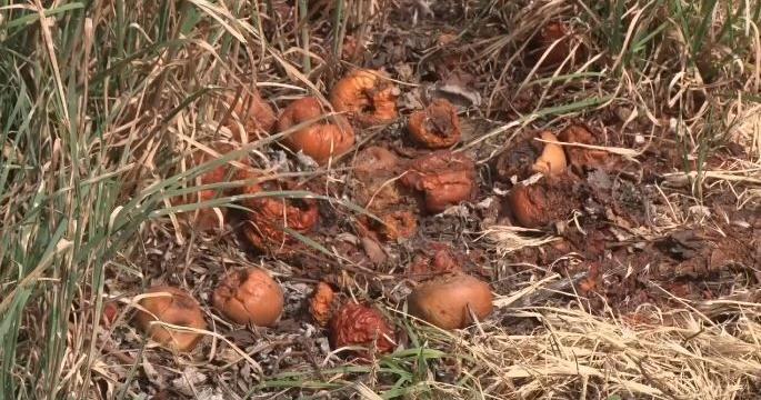 Farmers across Utah County feel the impact after freeze, crop losses