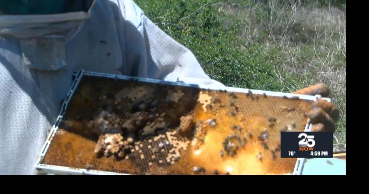 Local beekeeper battles varroa mites threatening South Texas honeybee hives