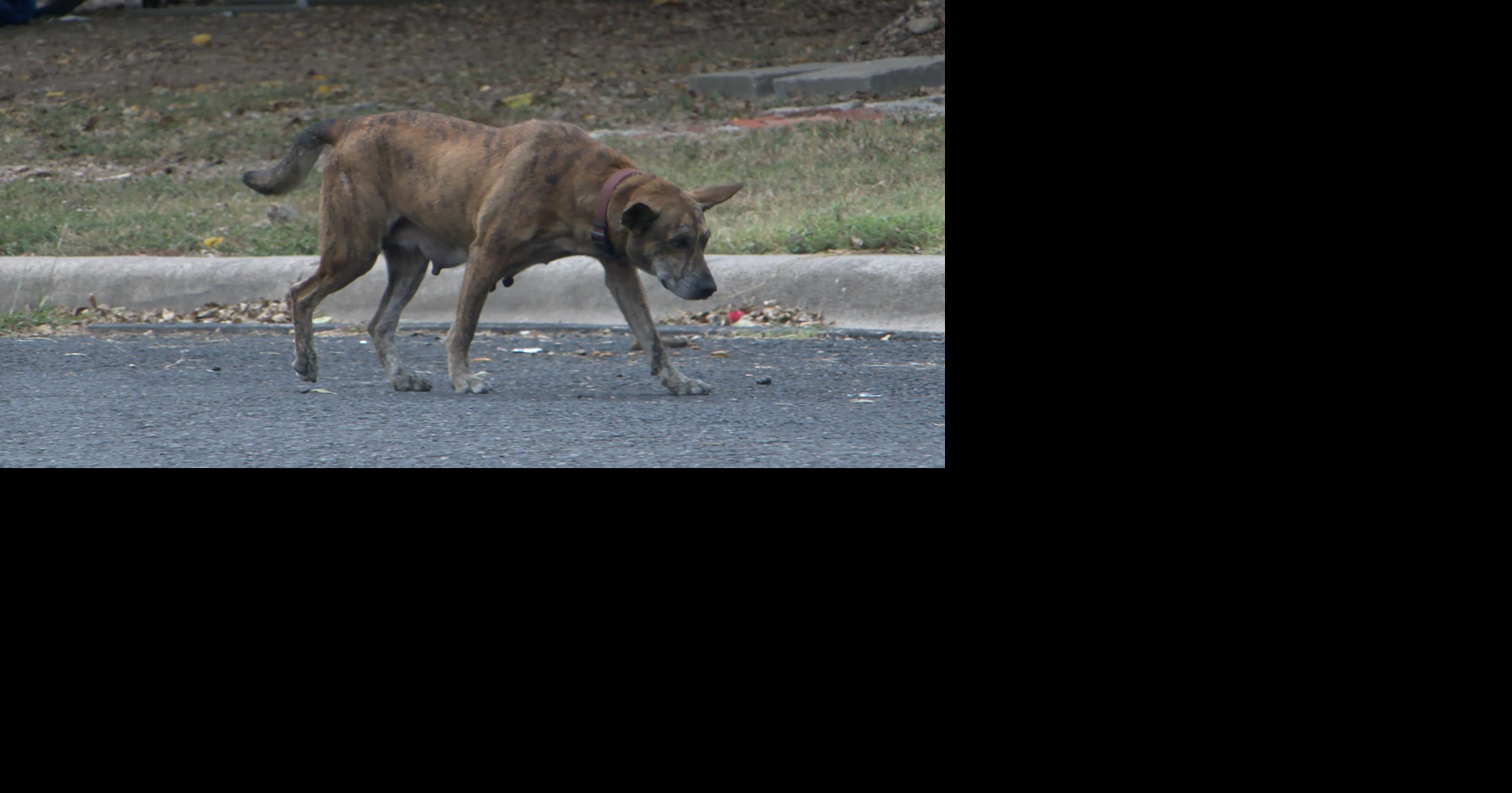 Victoria County Animal Services addresses loose animal concerns