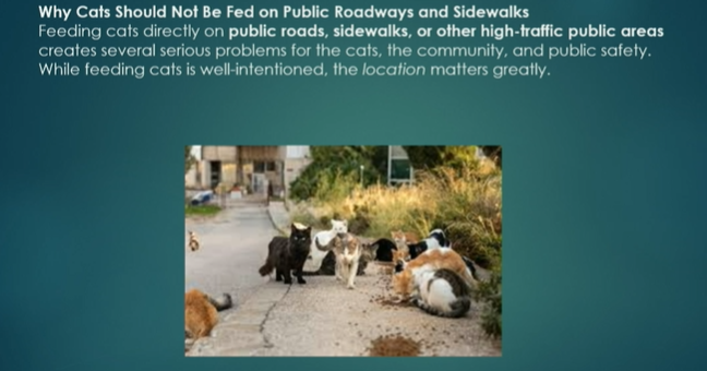 Victoria city leaders discuss concerns over feeding feral cats, potential ordinance consideration