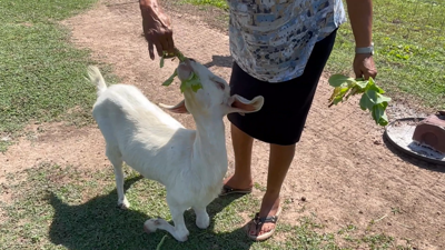 Disabled goat inspires community | Local News ...