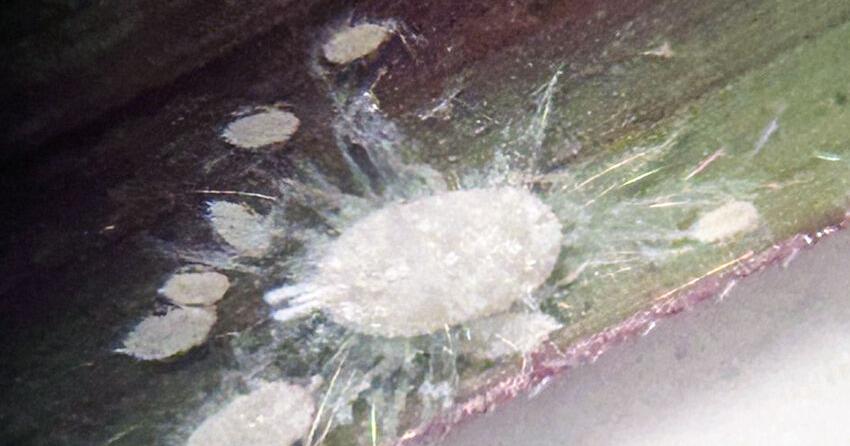 Texas producers urged to watch for invasive pasture mealybug
