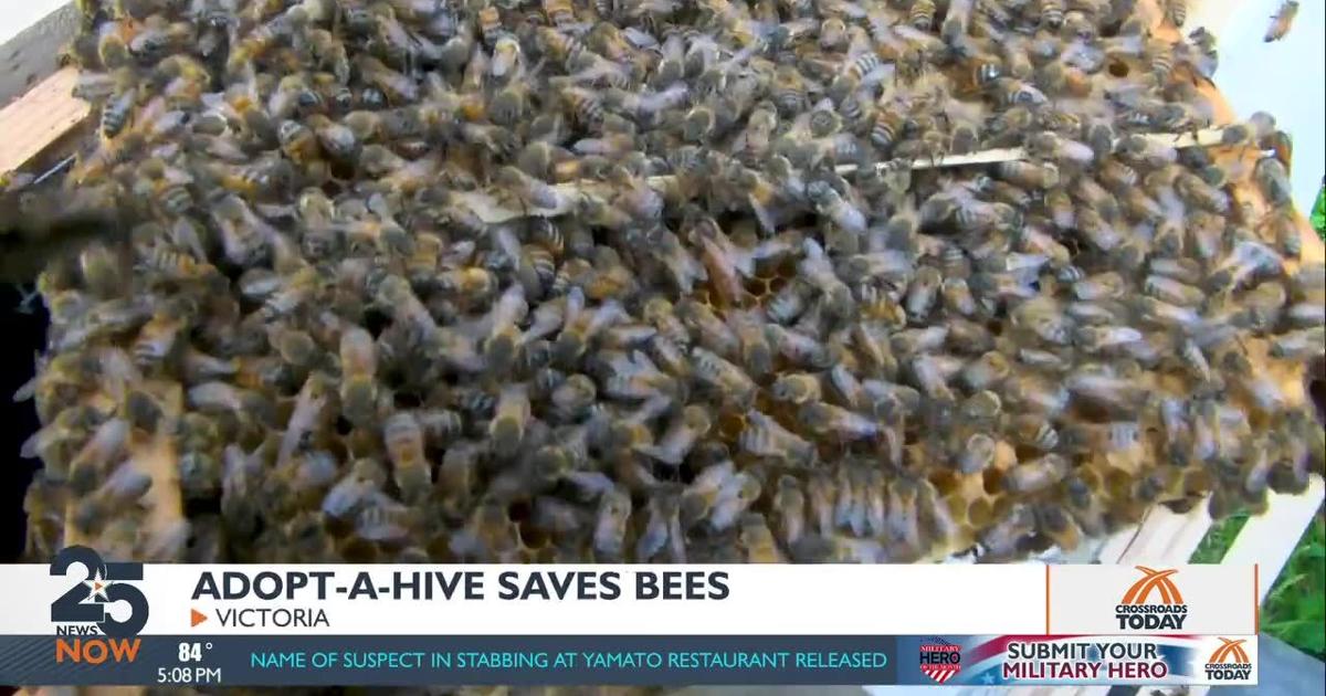 Honey bees' decline could change our ecosystem and economy | Local News ...