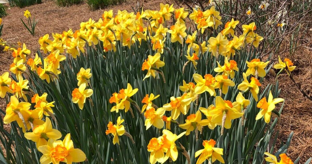 Mulching your garden? What to use and what to avoid