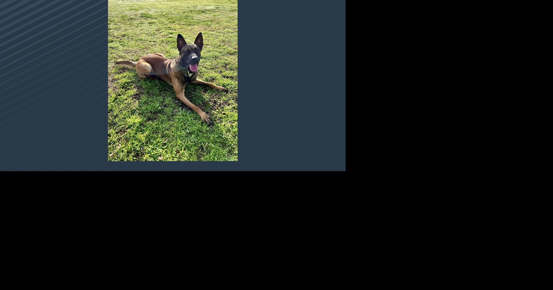 K9 helps in arrest in Wharton County Thursday morning News