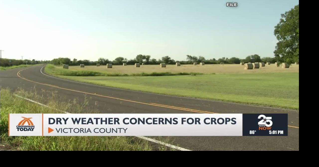 Drought threatens crops and livelihoods in Victoria County farming community