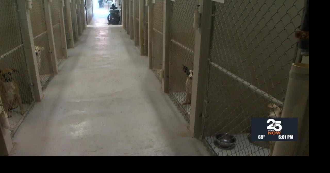 Victoria County Animal Services faces overcrowding due to loose dogs ...