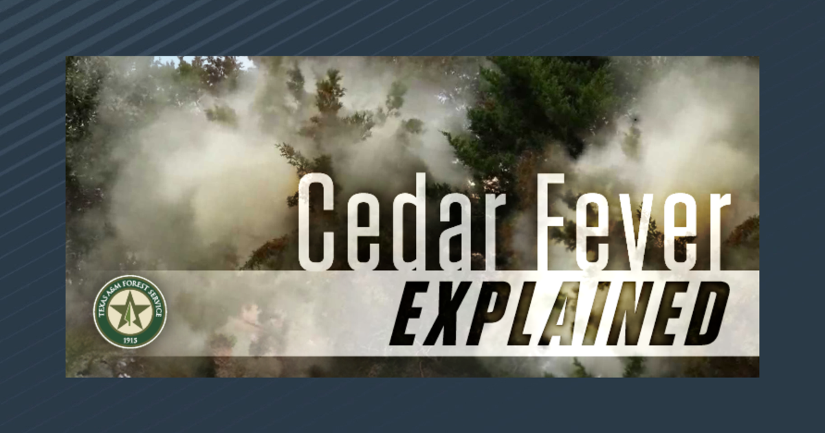 Cedar fever hits Texas | News | crossroadstoday.com