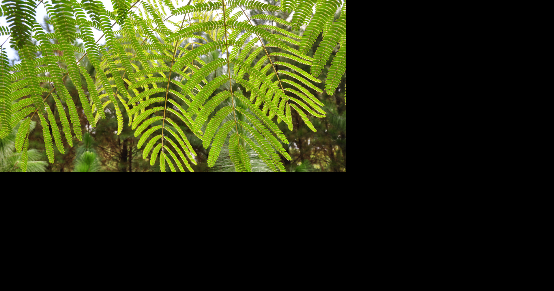 Texas urges public to help stop spread of Invasive Species During Awareness Week