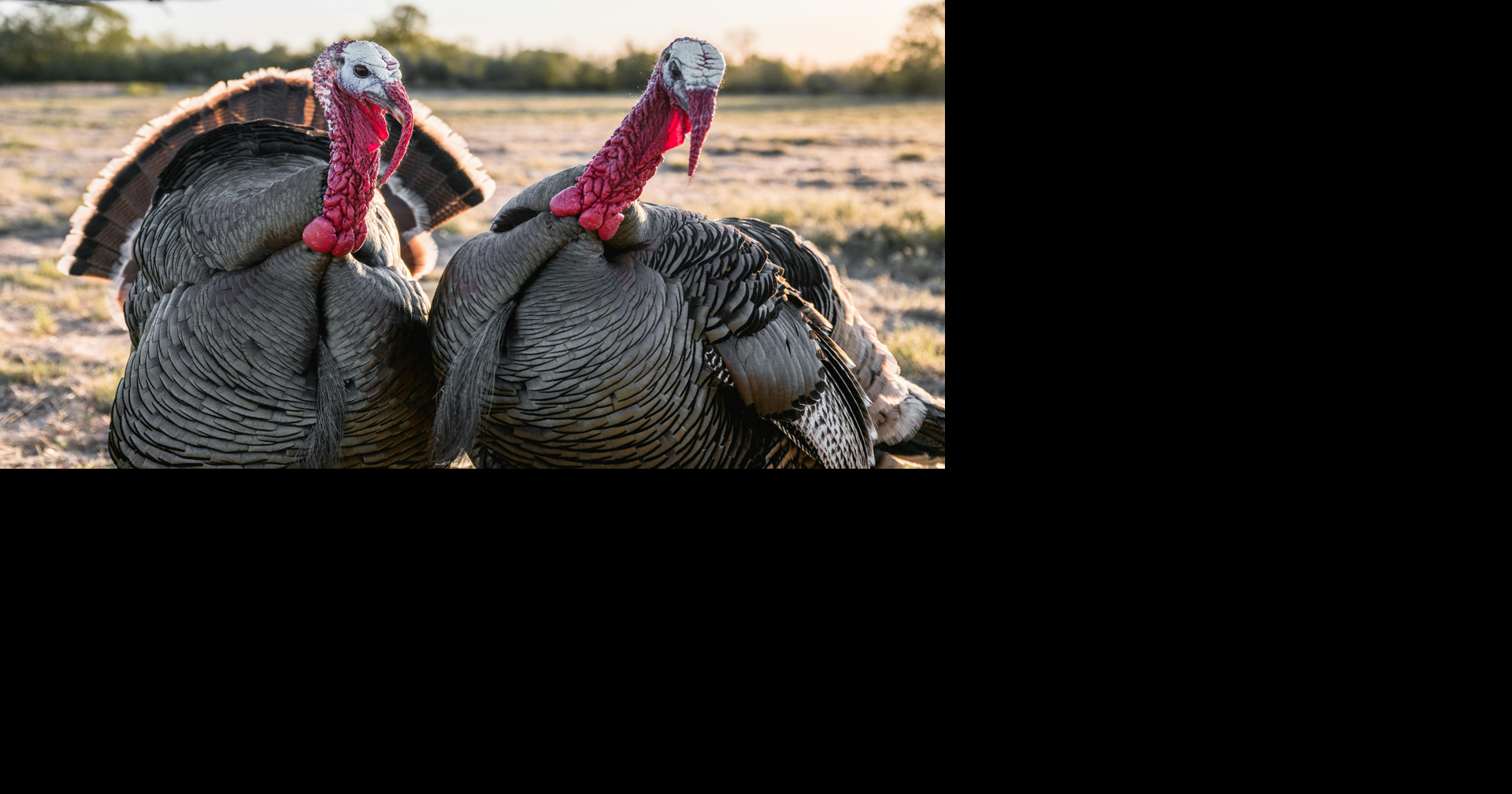 TPWD seeks public input on hunting changes that may impact Crossroads ...