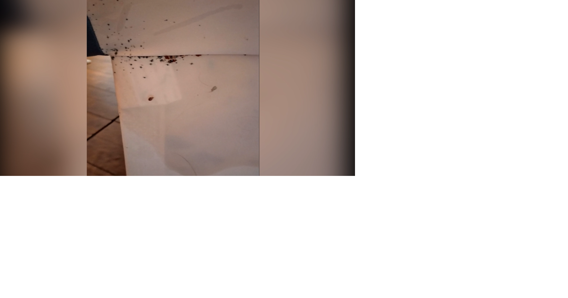 Couple disputes couch purchase after bug infestation | News ...