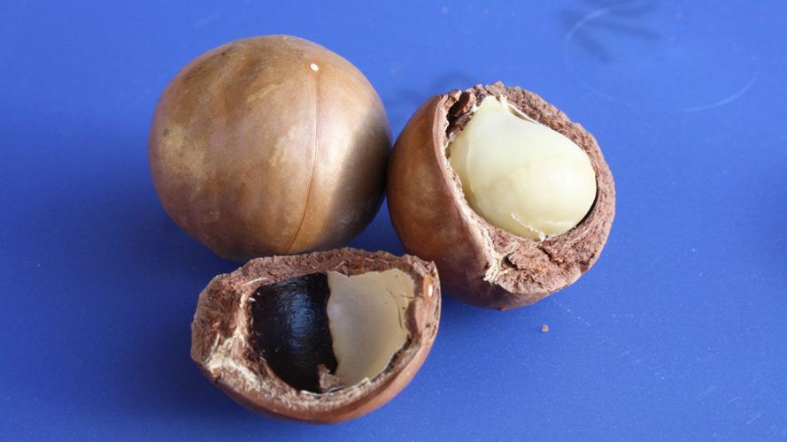 10 foods you should never feed your dog Entertainment