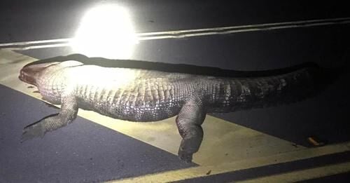 Person Dies In Wreck After Hitting An Alligator On A Road In Refugio ...