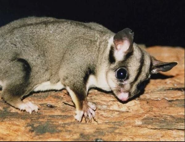 Usda store sugar glider