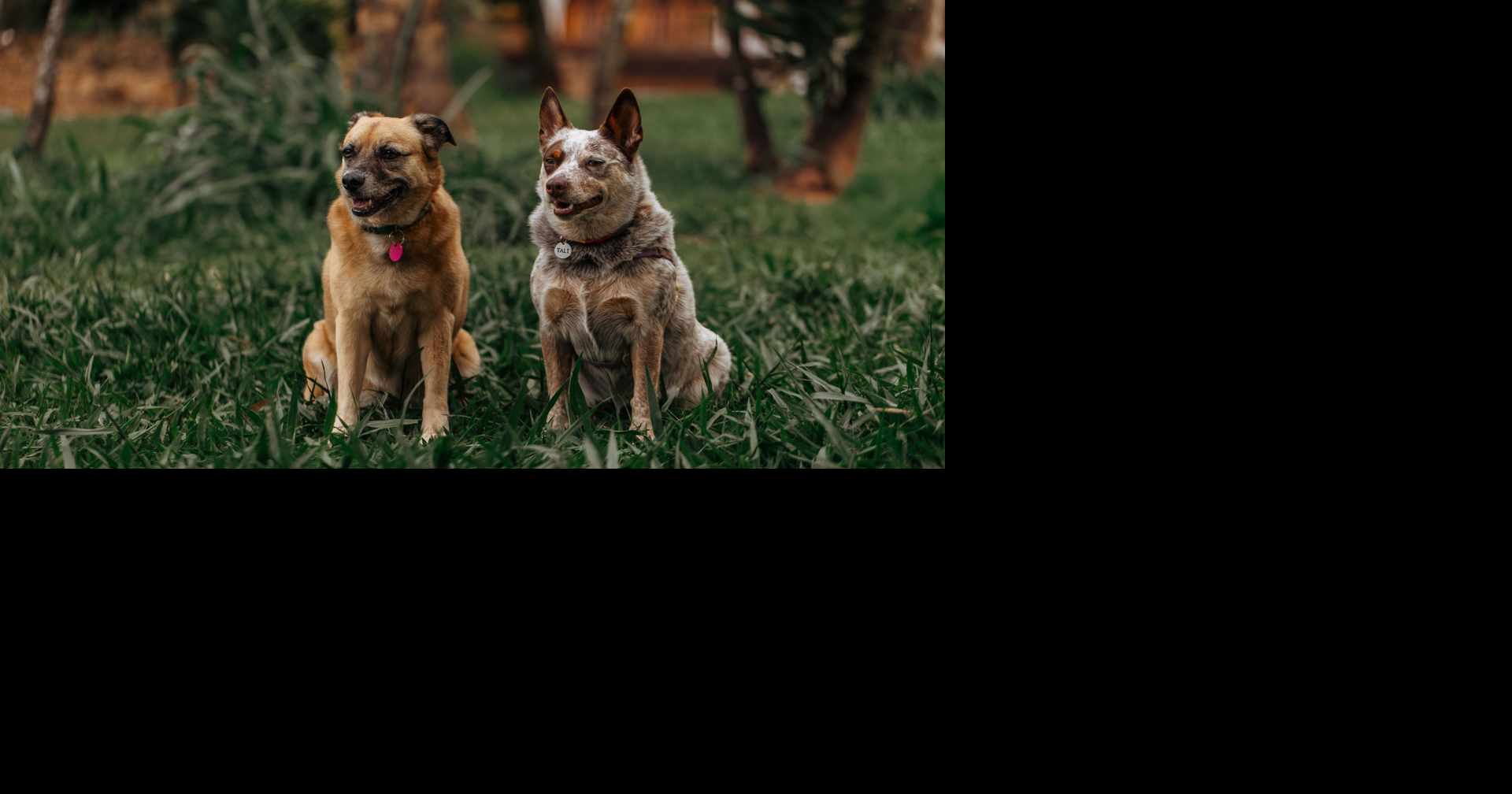 Keep pets safe during Fourth of July fireworks with these expert tips