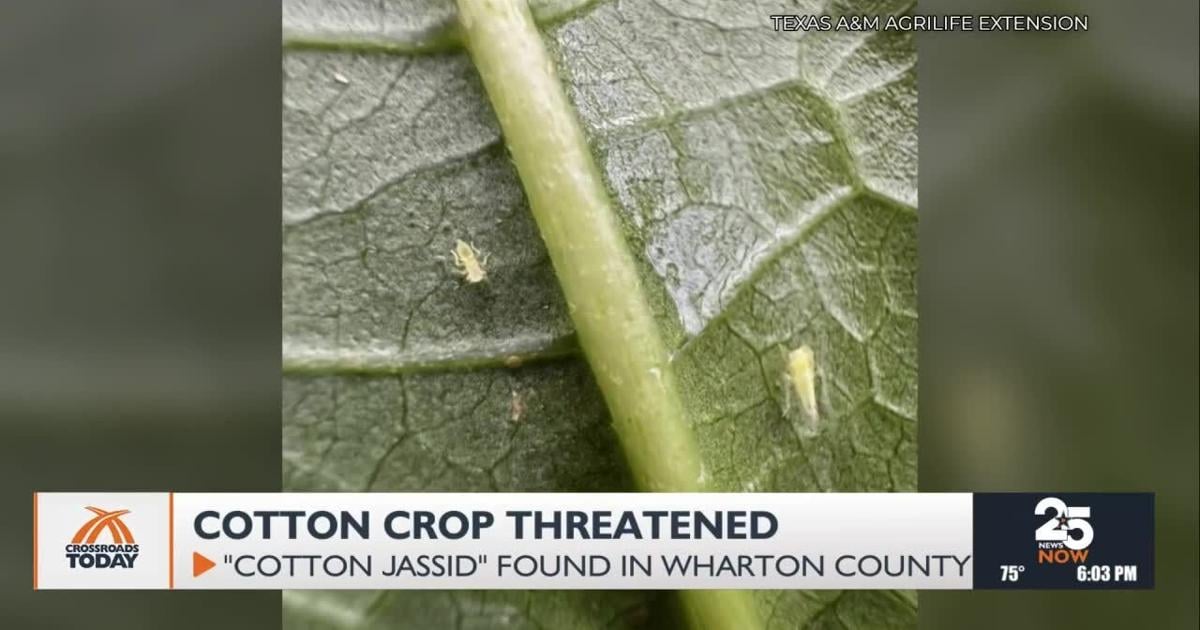 Kottan Insect Potential spread of cotton jassid insect could damage the states cotton ...