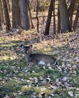 Gopher Campfire Sanctuary seeks funding to save deer