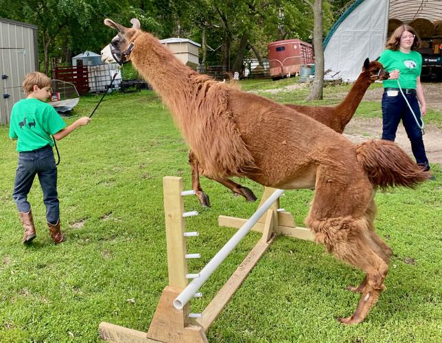 You can walk an alpaca at this Hardin County event