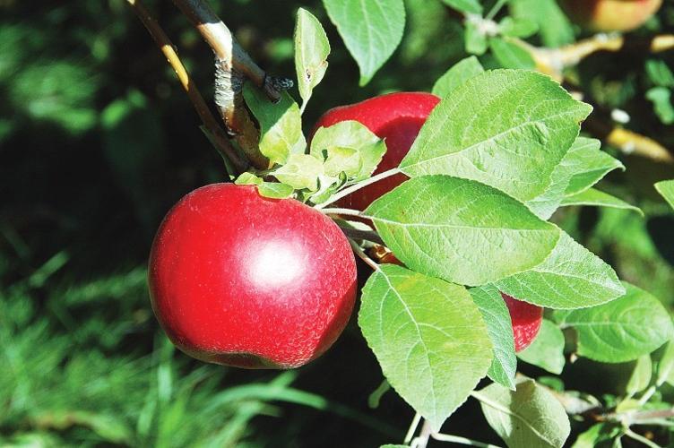 Minnesota Secretary Of State - State Fruit - Honeycrisp Apple