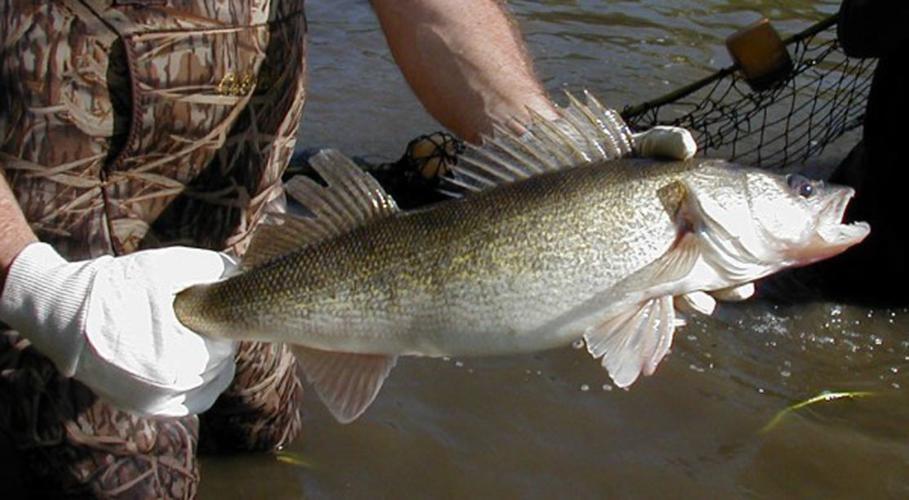 Minnesota Secretary Of State - State Fish - Walleye