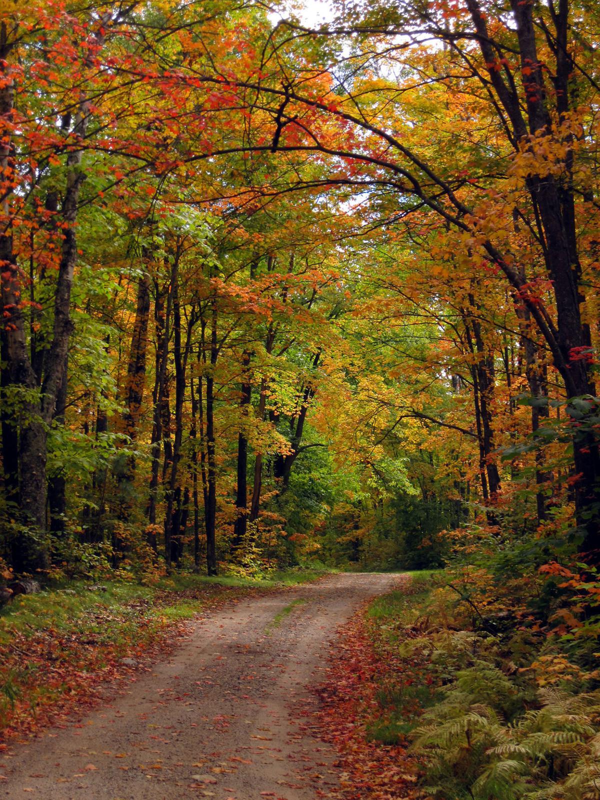 Visit Minnesota state forests for fall color driving tours | Hutchinson
