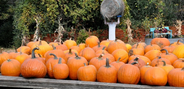 Student made trebuchet launches pumpkin almost half a mile : r