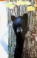 MORE TO THE STORY: Keep your eyes open, it's bear country