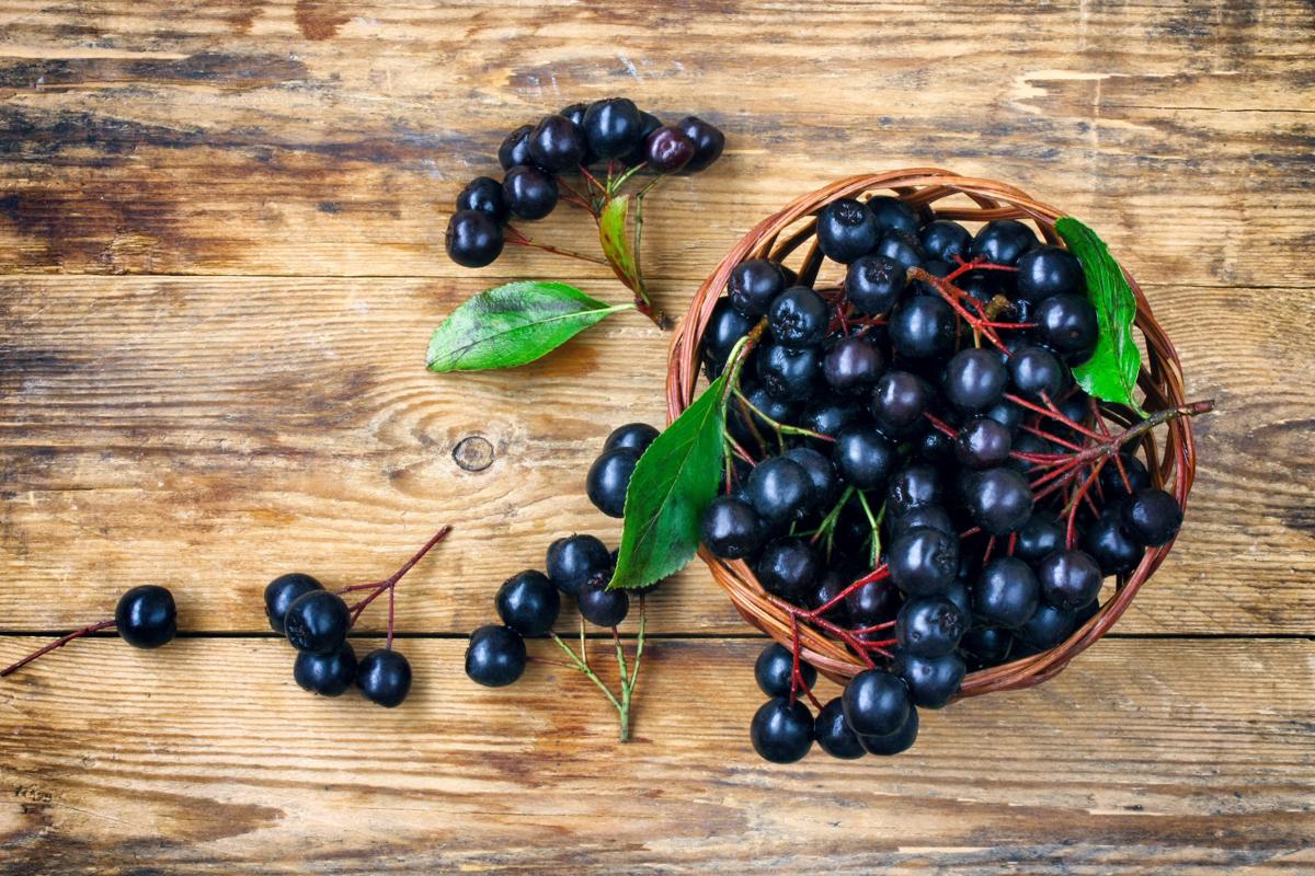 minnesota chokecherry jam