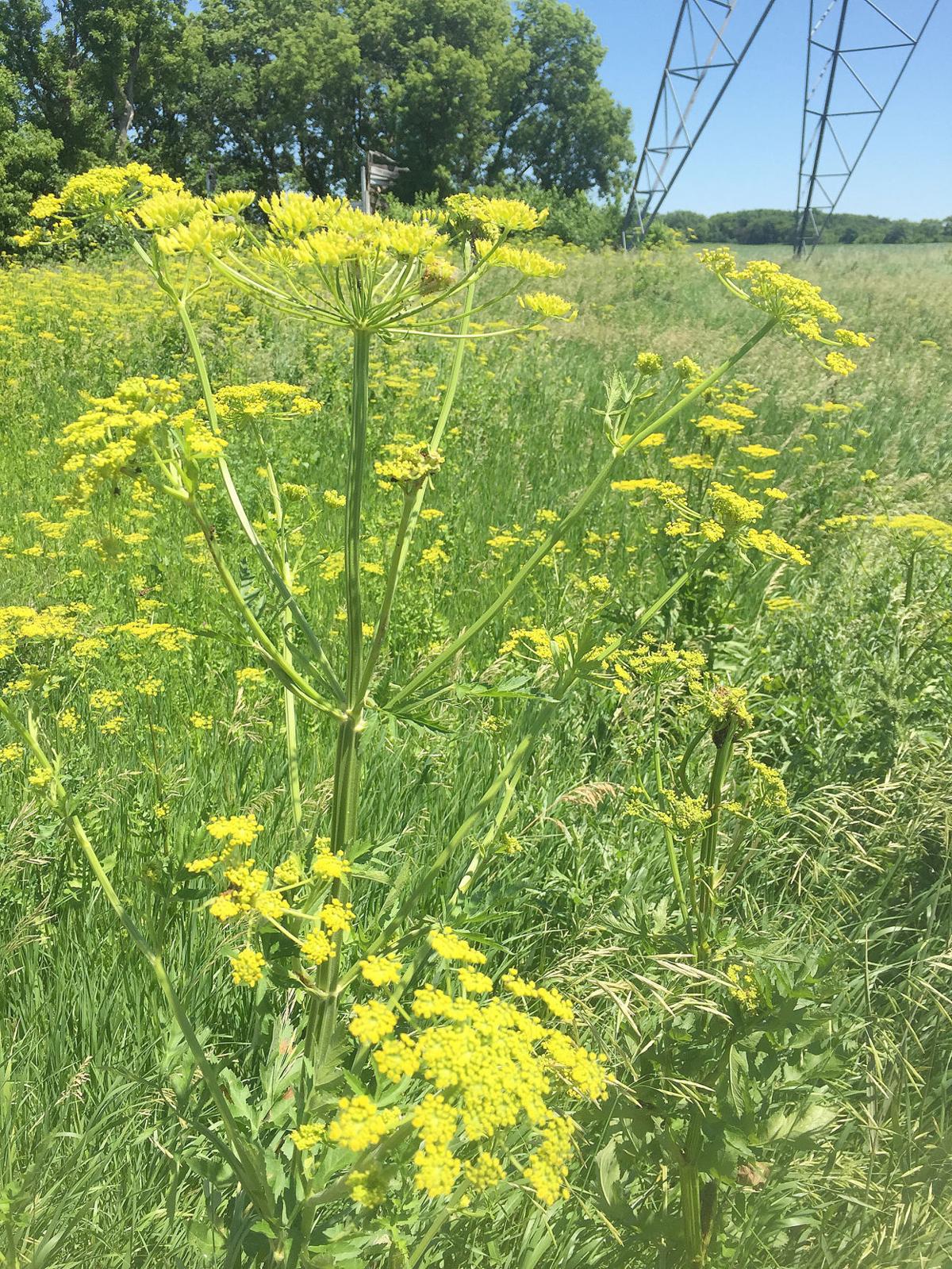 Parsnip plant information