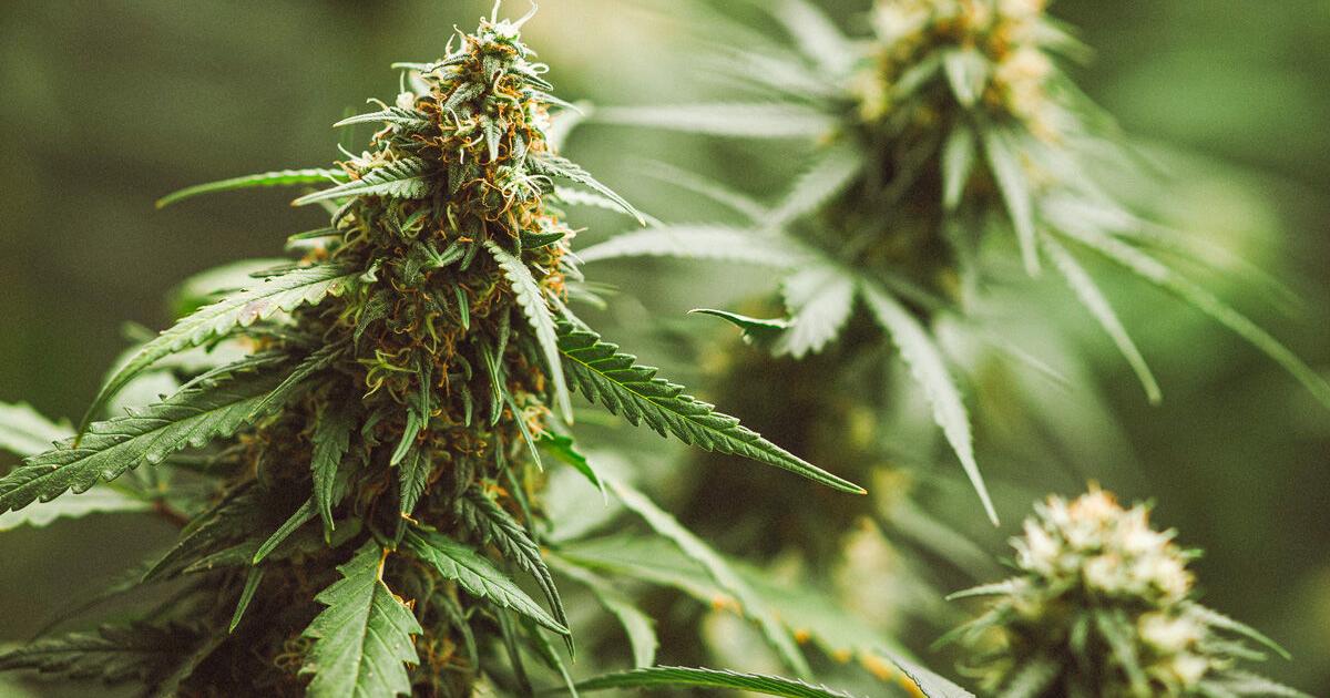 States issues health advisory | Cannabis