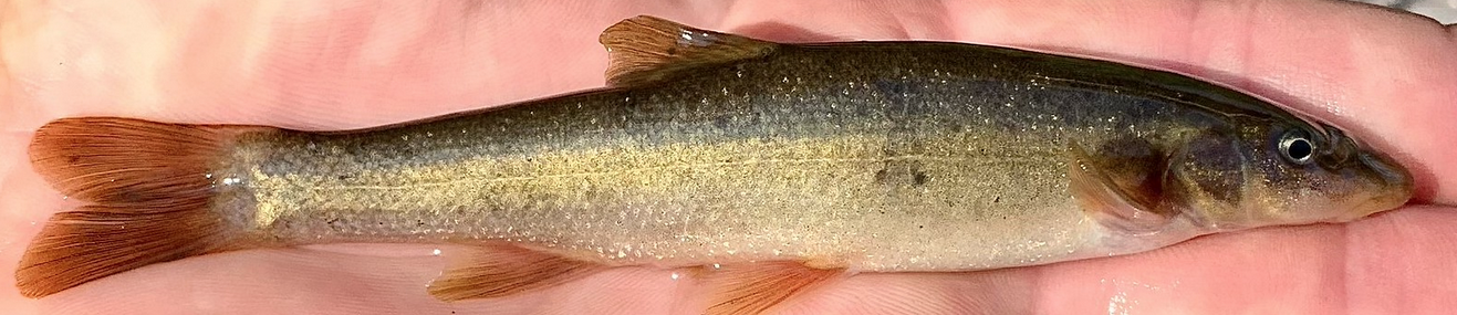 Dunce Fish Photos: After devastating wildfires, watersheds surprisingly thick with ...