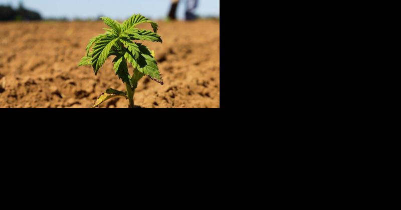 Cannabis products demonstrate short-term reduction in chronic pain, little else - Vimarsana News