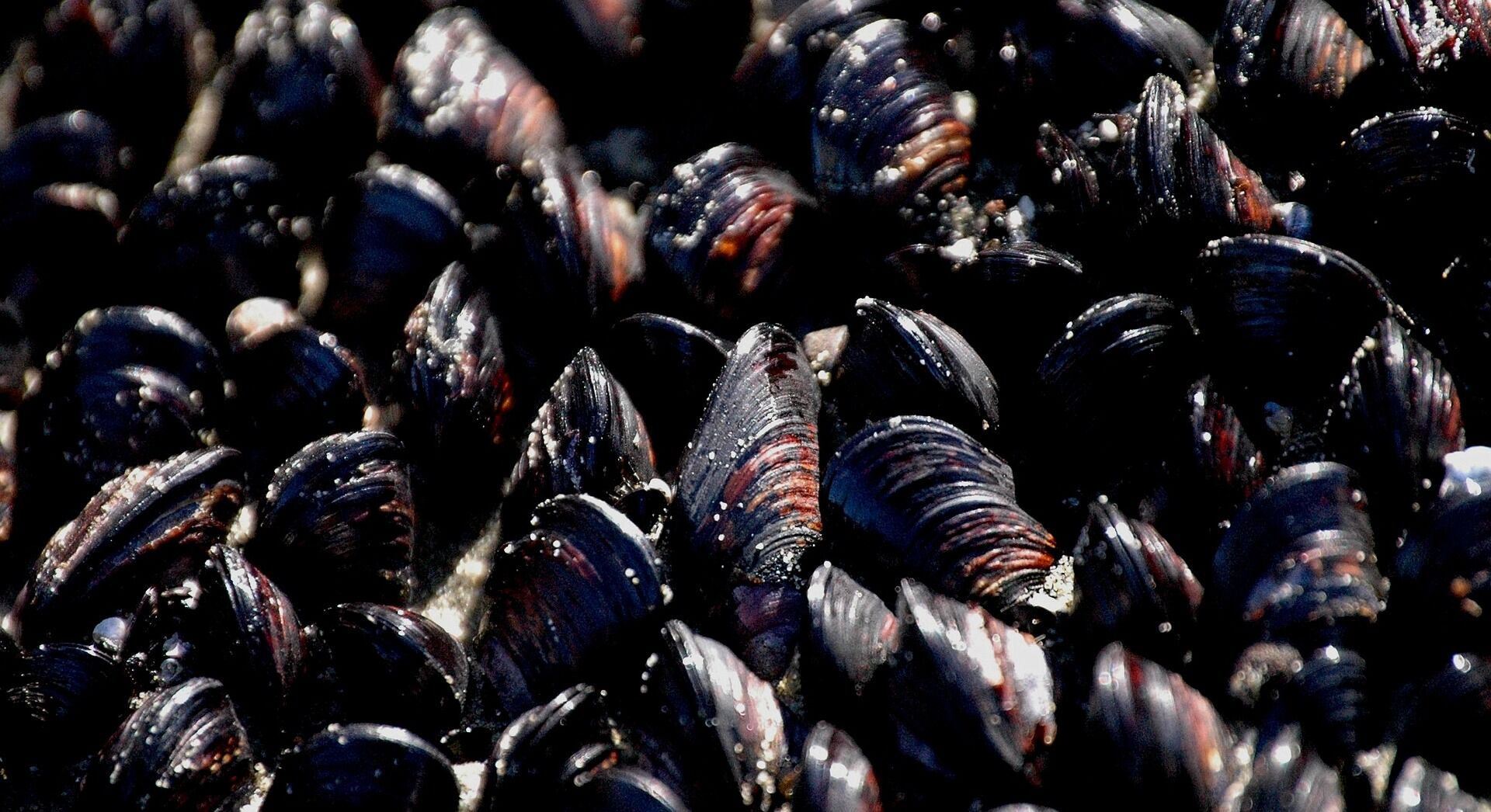 Mussel Harvesting Closed on South Coast News currypilot