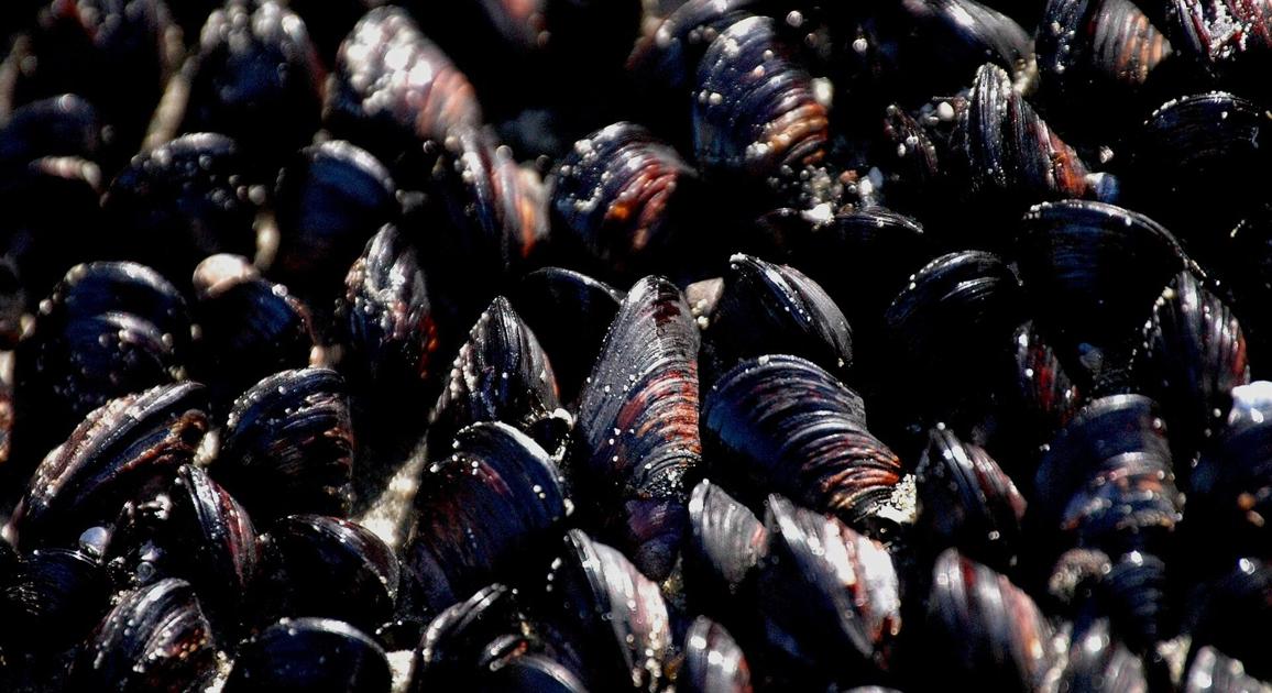 Mussel Harvesting Closed on South Coast News