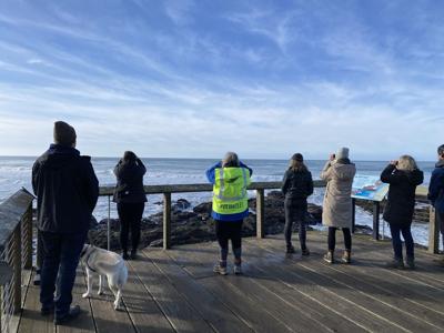 Visitors look for whales during Winter Whale Watch Week 2022