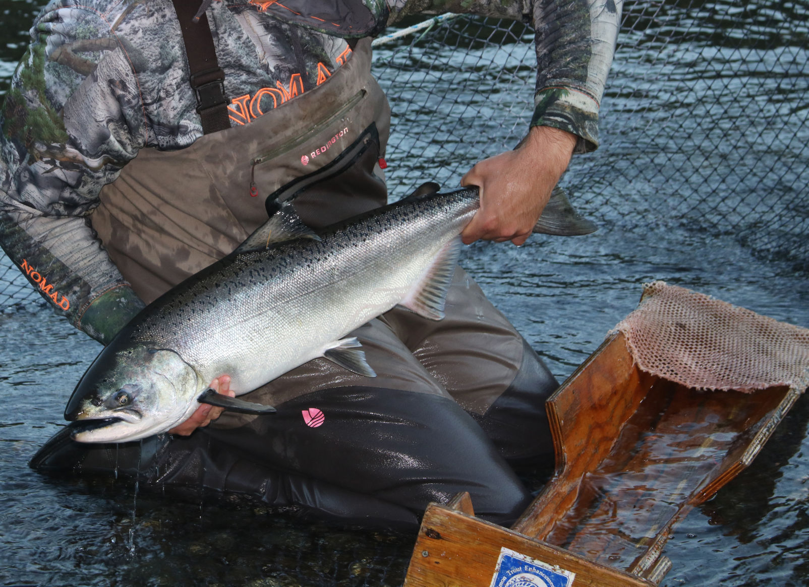 Salmon Fishing ODFW announces new regulations News currypilot