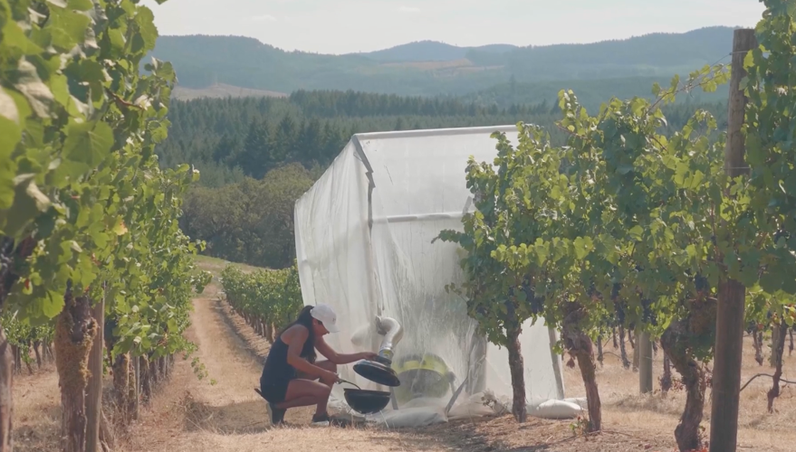 Breakthrough: Understanding chemistry of wildfire smoke in wine News