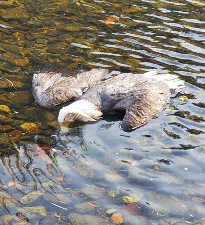 The Deadly And Devious Golden Eagle Science Smithsonian