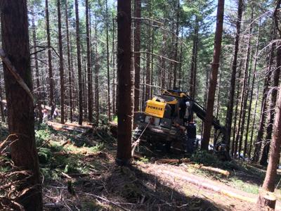 Forest logging