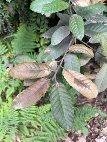 Sudden Oak Death: Tree disease in Curry County | News | currypilot.com