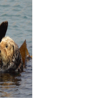 Reintroduction: Potential sea otter recovery efforts in Northern