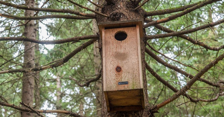 Building Bird Houses