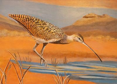 HC-308 Long-billed Curlew by Kathy Peckham