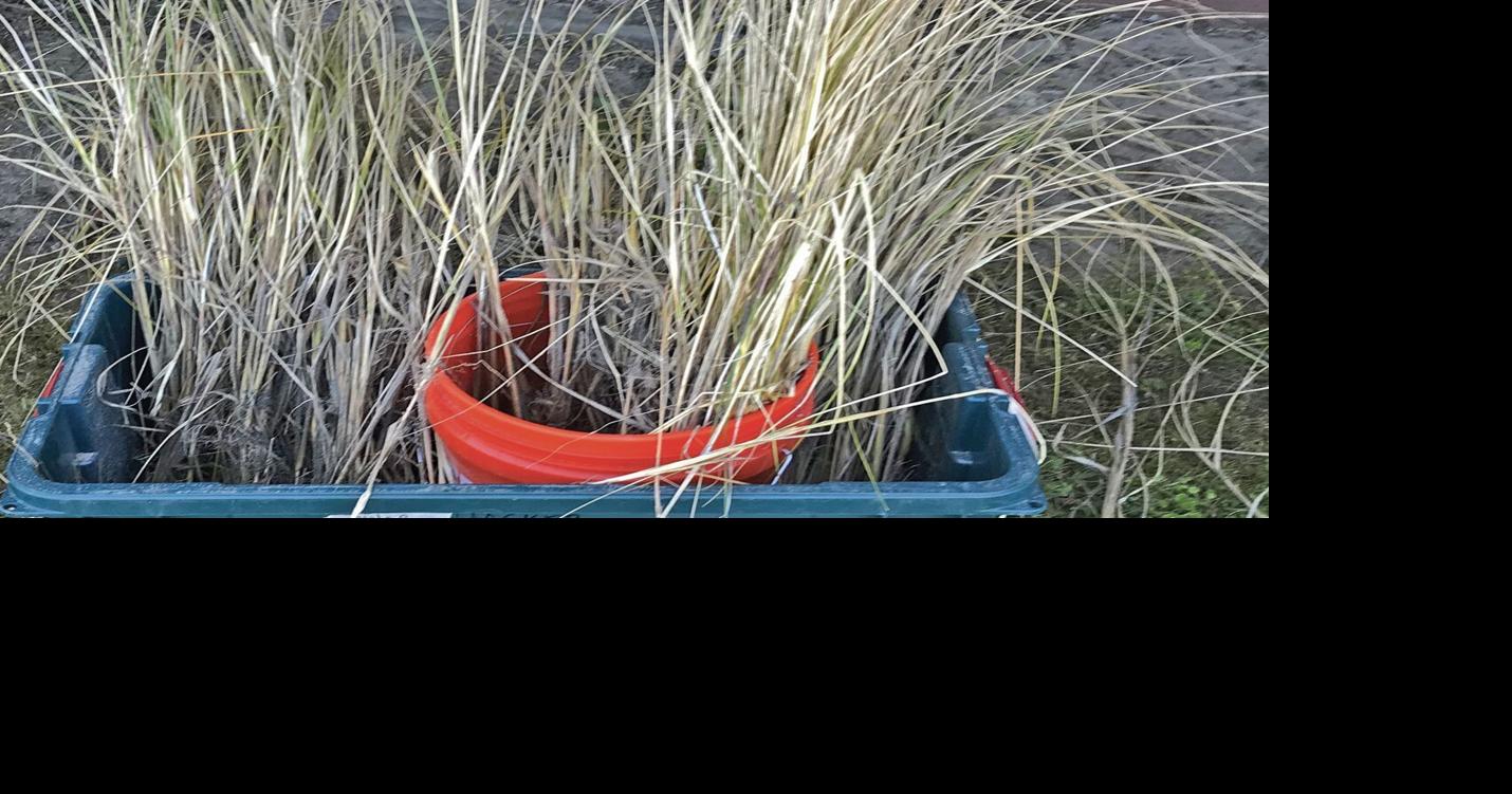 Oregon State University research shows two invasive beachgrasses are ...