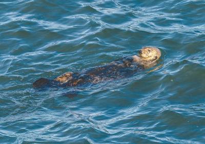 reintroducing-sea-otters