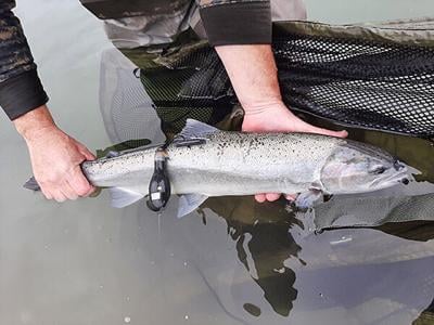ODFW steelhead satellite tagging project is a first for Oregon, News