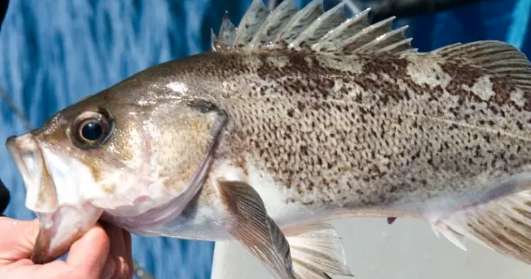 Black Rockfish | | currypilot.com
