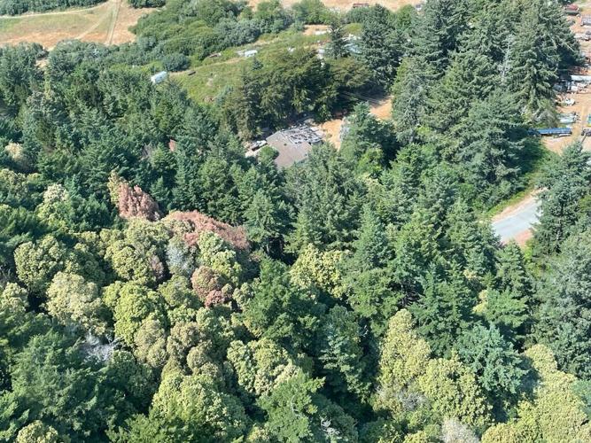 Sudden Oak Death: Tree disease in Curry County | News | currypilot.com